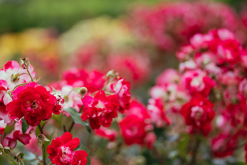 Red rose flowers in bloom at the garden park in summer, Sep. 2023