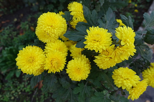 Multiple yellow flowers of Chrysanthemums in October