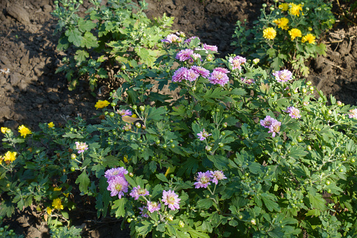 Green leaves and pink flowers of Chrysanthemums in mid September
