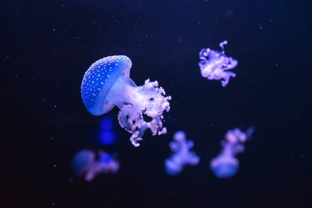 istock Fluorescent spotted australian jellyfish swim underwater aquarium pool wtih blue neon light 1690299871