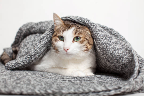 istock Cat Lying in gray knitted blanket 1690300199