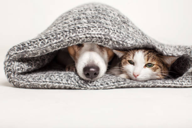 istock Cat and dog lying together on gray blanket 1690300200