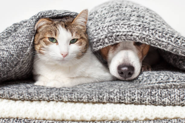 istock Cat and dog lying together on knitted blanket 1690300206
