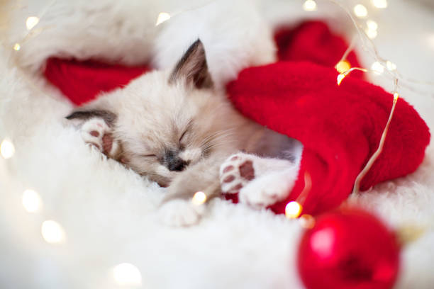 istock Cute little kitten sleeping on christmas background 1690300218