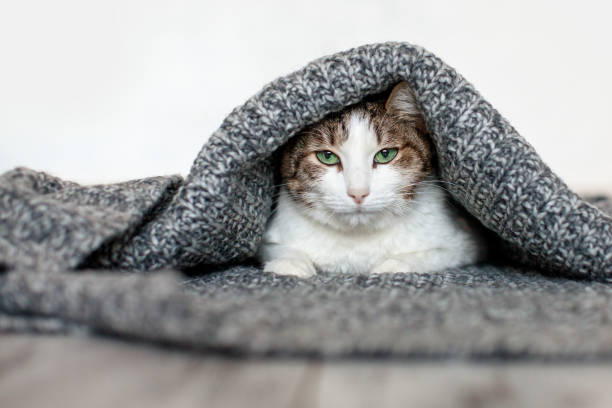 istock Cute Cat under warm blanket isolated on white 1690301976