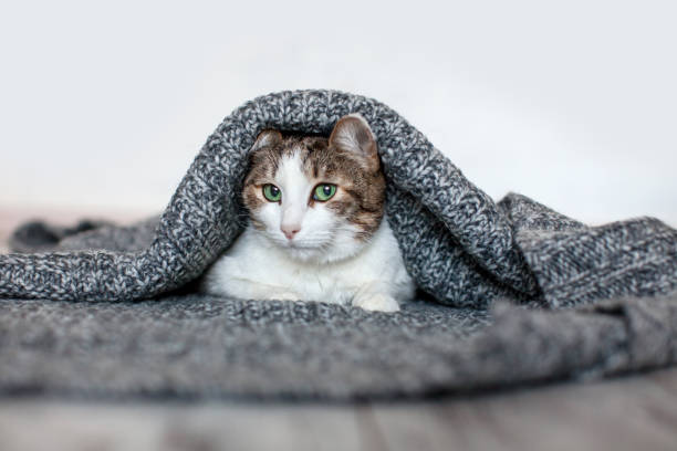 istock Cute Cat under warm blanket isolated on white 1690301977