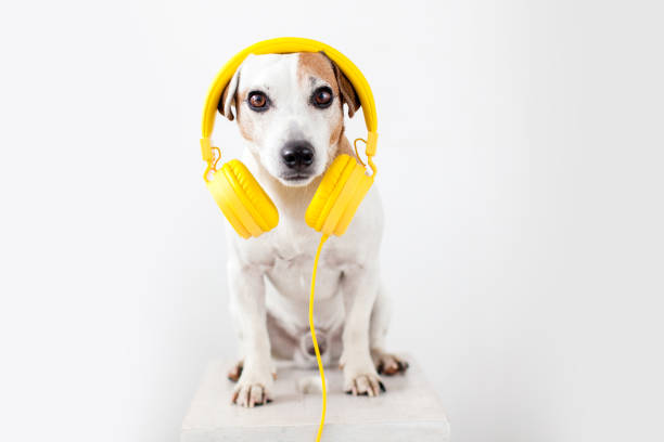 istock Cute dog with yellow headphones on a white 1690302545