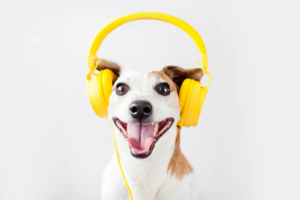 istock Cute dog with yellow headphones on a white 1690302553