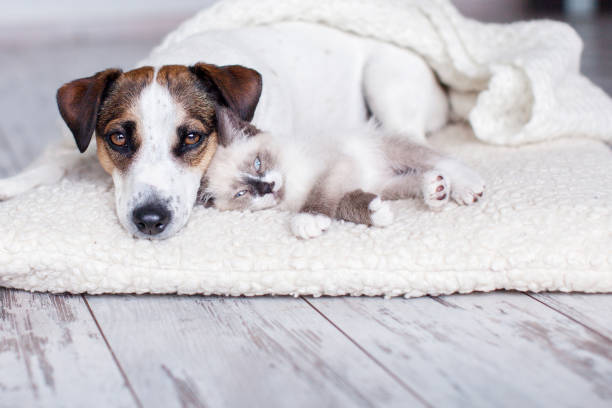 istock Cat and dog lying together on white blanket 1690302568