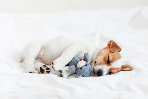 Little puppy sleeps on a bed at home and hugs toy bear. Tiny dog relax on white blanket