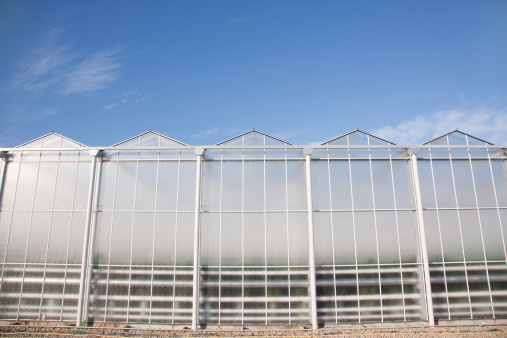 Crops in the greenhouse of modern agriculture