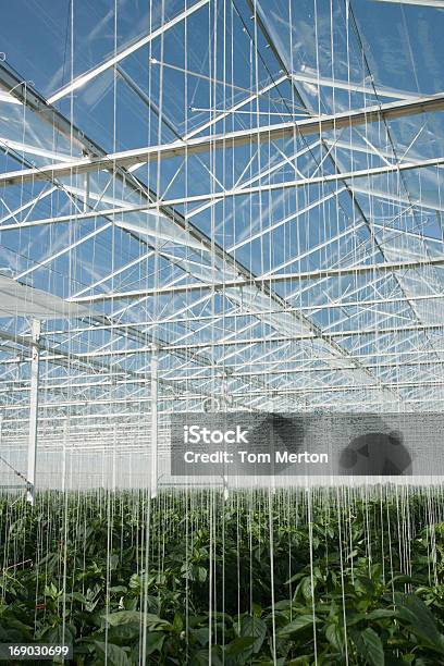 Crescimento De Plantas De Estufa - Fotografias de stock e mais imagens de Agricultura - Agricultura, Bioquímica, Botânica - Ciência de plantas