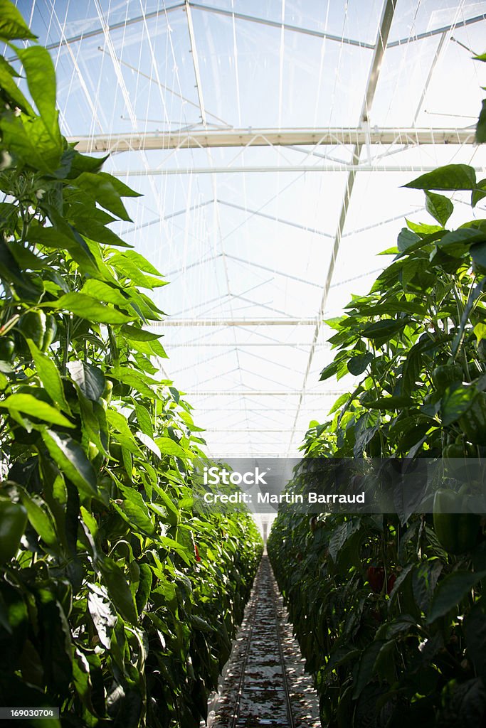 Producir crecimiento en greenhouse - Foto de stock de Invernáculo libre de derechos