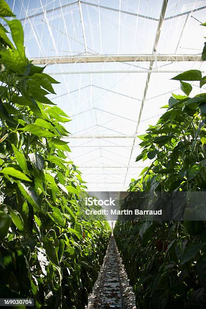 Producir Crecimiento En Greenhouse Foto de stock y más banco de imágenes de Invernáculo - Invernáculo, Vegetal, Agricultura