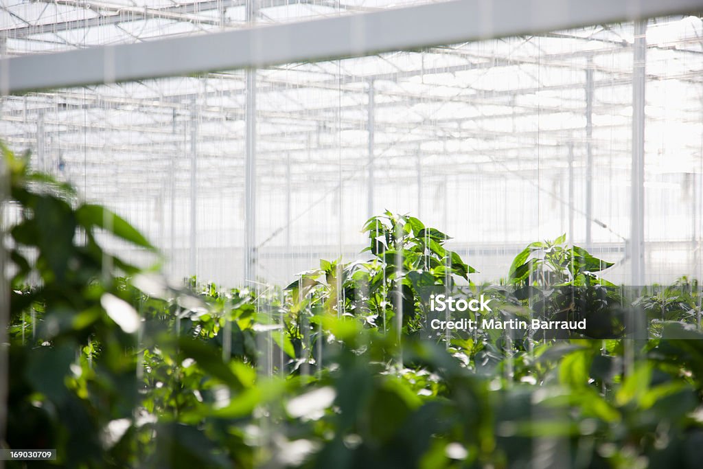 植物の成長の温室 - カラー画像のロイヤリティフリーストックフォト