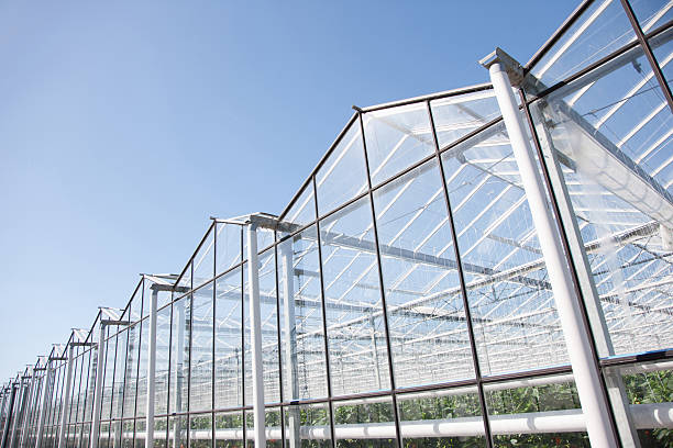 invernaderos - greenhouse fotografías e imágenes de stock