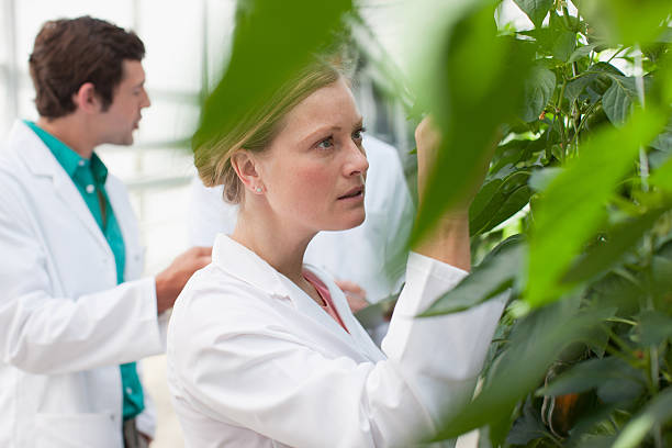 scientifique examine les plantes dans une serre - agriculture greenhouse research science photos et images de collection