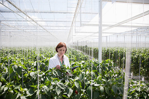 científico de examinar las plantas en greenhouse - women scientist indoors science fotografías e imágenes de stock