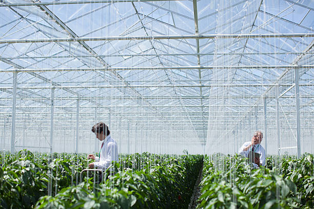Scientists examining produce in greenhouse  agricultural science stock pictures, royalty-free photos & images