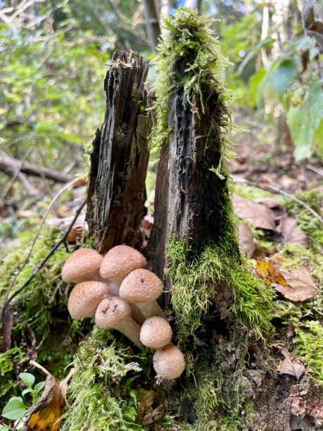 istock Autumn honey mushrooms 1690309190