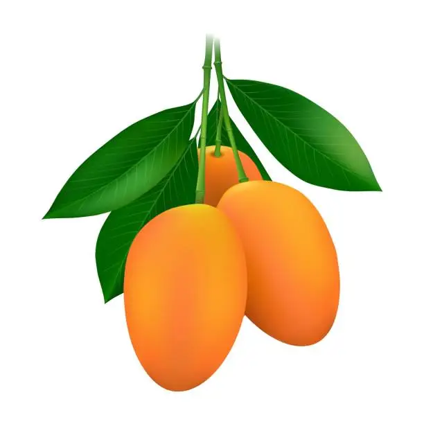 Vector illustration of Gandaria mango plums