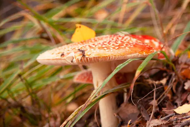 fly agaric in the autumn forest.mushrooms among leaves and grass.