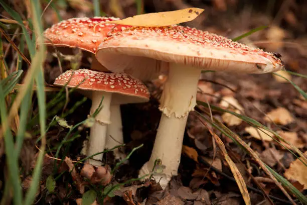 fly agaric in the autumn forest.mushrooms among leaves and grass.