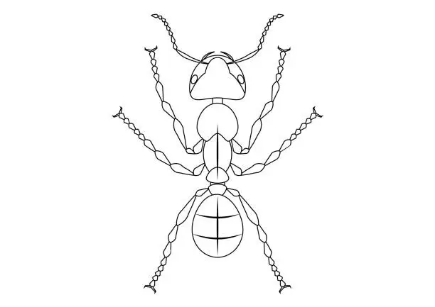 Vector illustration of Black and White Ant Clipart. Coloring Page of Ant