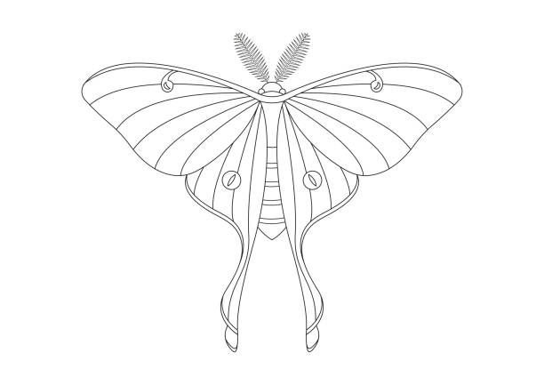 흑백 나비 luna moth 클립 아트 벡터는 흰색 배경에 분리되어 있습니다. 나비 루나 나방의 색칠 공부 페이지 - 북미긴꼬리산누에나방 stock illustrations