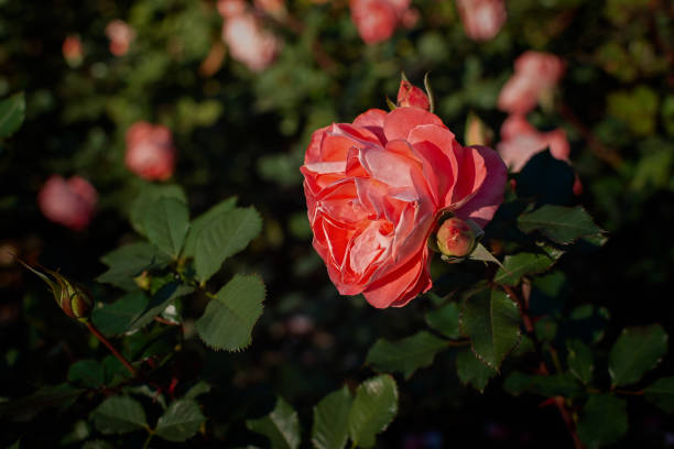istock Pink roses garden. 1690329819