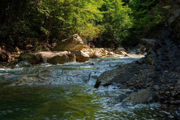 foresta verde del fiume di montagna. - waterfall woods green river foto e immagini stock