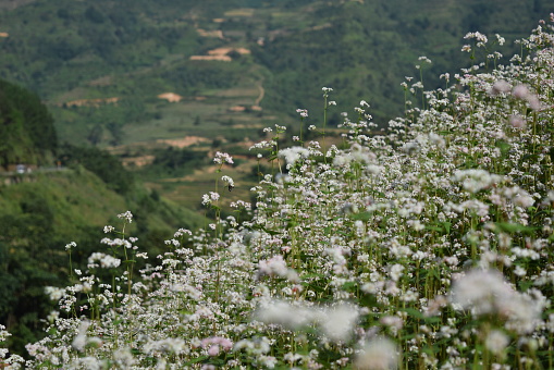 flowers triangular circuit in Ha Giang Province