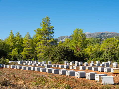 Eco friendly apiary in a pine forest on the island Evia in Greece