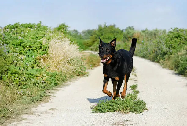 beauceron playing in the nature in spring