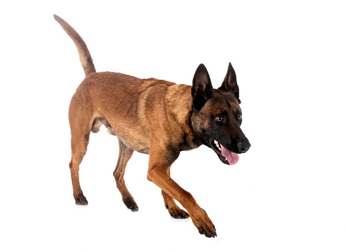 excited Malinois Belgian Shepherd running for rolling flying disk trying to catch it, open mouth, summer outdoors dog sport competition