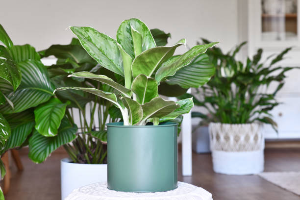 istock Tropical 'Aglaonema Royal Diamond' houseplant 1690377510