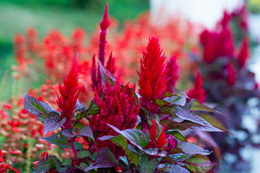 Celosia plumosa, red flower for decoration