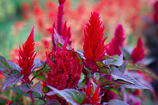 Celosia plumosa, red flower for decoration