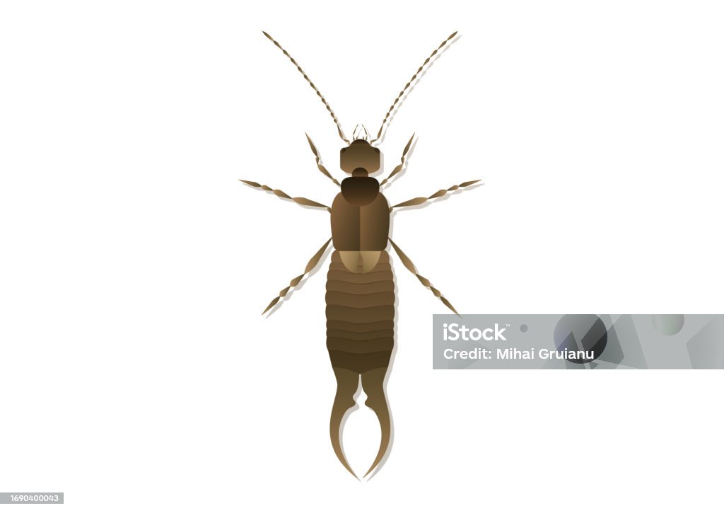 Earwig Background Earwig Vector Art Isolated On White Background Stock Illustration ...