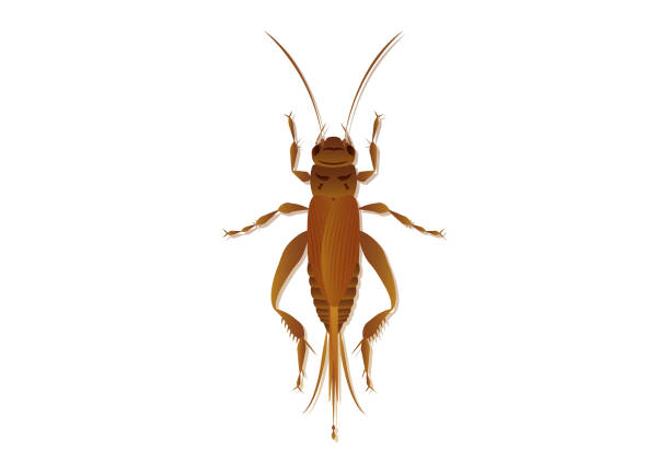 illustrazioni stock, clip art, cartoni animati e icone di tendenza di arte vettoriale del cricket della casa isolata su priorità bassa bianca - insect moth silhouette cricket