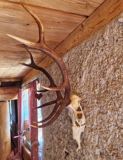 istock Antler in alpine hut 1690408100