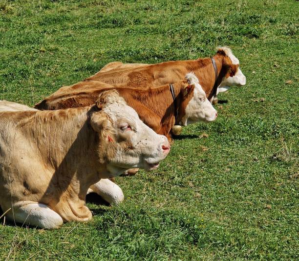 istock Happy cows in Bavaria 1690408650
