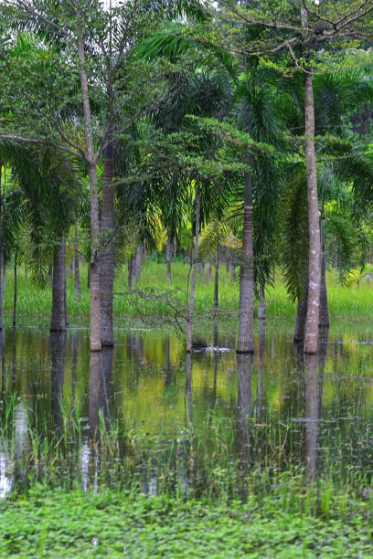 istock Long Straight trees in the pond 1690422176