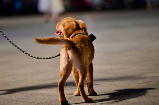 Walking a puppy around the neighborhood streets in Hainan Province of China