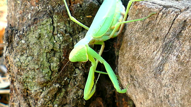 female praying mantis hiding in a crevice