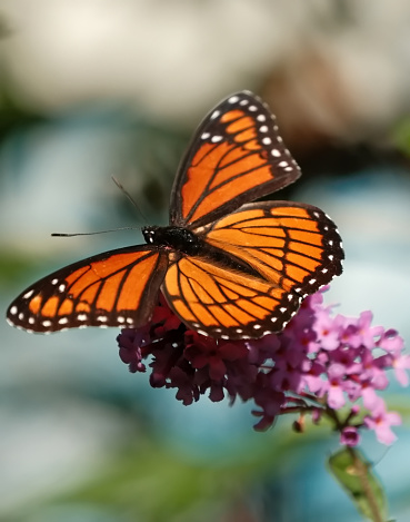 A viceroy butterfly enjoying the nectar of a flower.