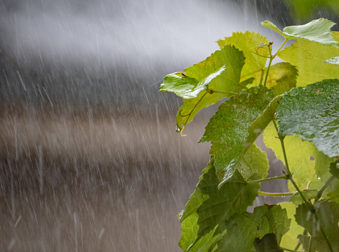 Grape leaves in heavy rain