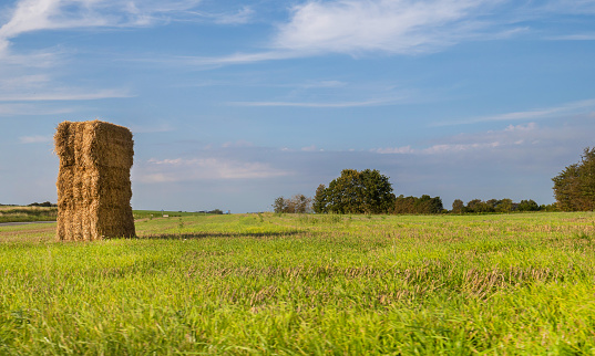 Rolled hay bale on the field.