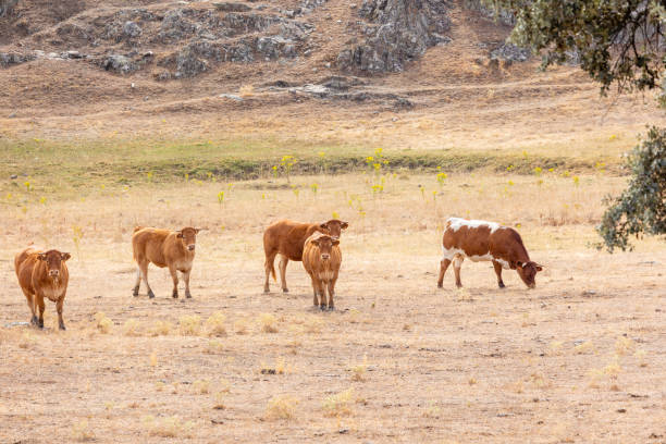 istock Cows in the fields of Salamanca, Spain 1690495160