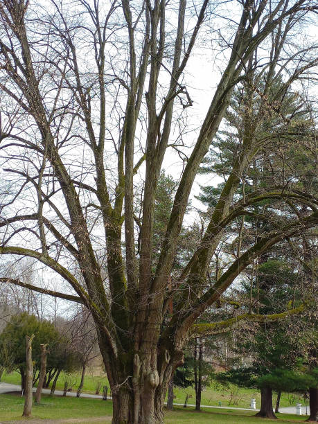 istock A large tree without leaves grows in an autumn park 1690496843